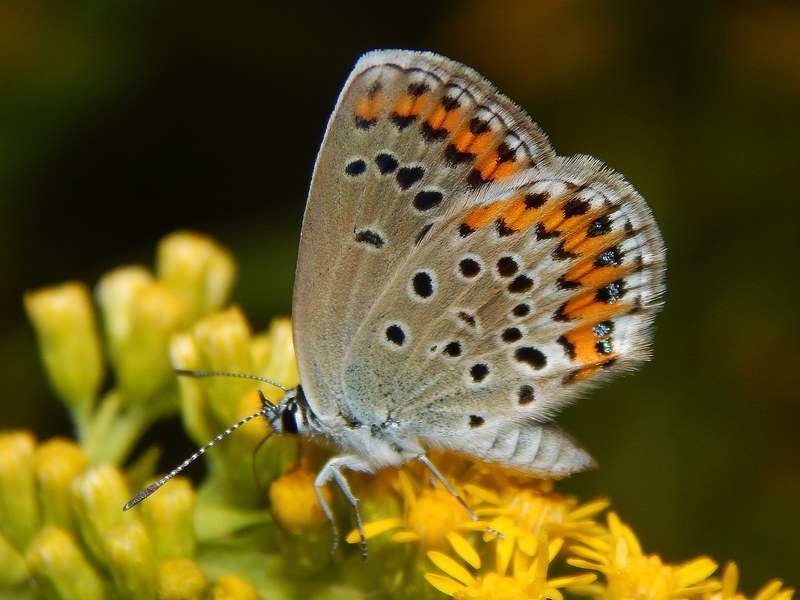 Aiuto ID Plebejus sp.